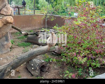 meerkat nello zoo si siede su un albero, in estate Foto Stock