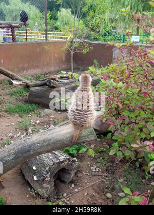 meerkat nello zoo si siede su un albero, in estate Foto Stock