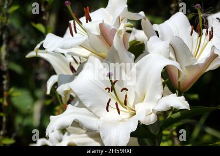 Primo piano di Lilium candidum (Madonna/Giglio Bianco) Fiore a Dalemain Mansion & Historic Gardens, Lake District National Park, Cumbria, Inghilterra, Regno Unito. Foto Stock