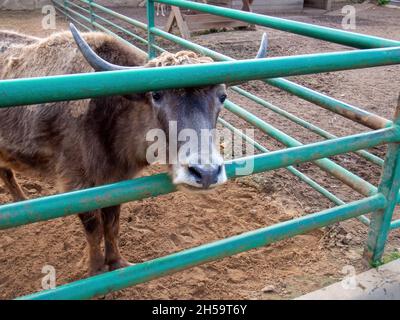 shaggy mucche di montagna nello zoo, in estate Foto Stock