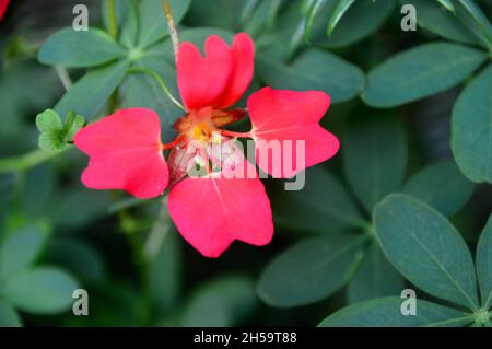 Red Tropaeolum speciosum (Flame Nasturtium) Fiori a Dalemain Mansion & Historic Gardens, Lake District National Park, Cumbria, Inghilterra, Regno Unito. Foto Stock