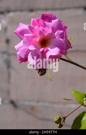 Singolo rosa scrambling arrampicata 'Old Blush' cresciuto a Dalemain Mansion & Historic Gardens, Lake District National Park, Cumbria, Regno Unito. Foto Stock