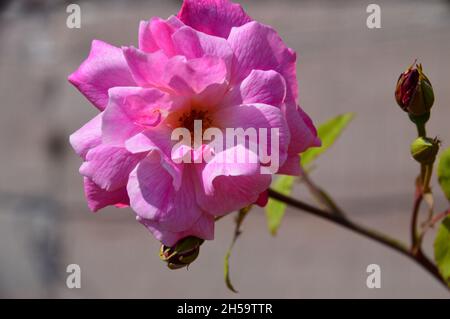 Singolo rosa scrambling arrampicata 'Old Blush' cresciuto a Dalemain Mansion & Historic Gardens, Lake District National Park, Cumbria, Regno Unito. Foto Stock