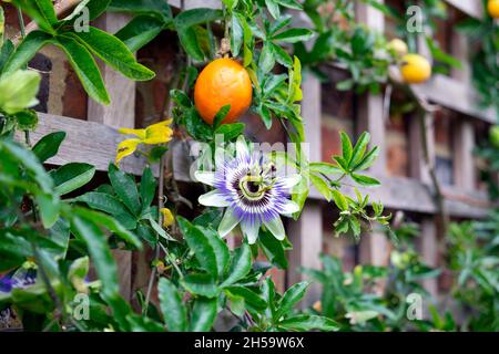 Passiflora caerulea blu passione fiore & arancio maturo frutta in arrampicata vite con traliccio di legno telaio di supporto in Rye Sussex Inghilterra UK KATHY DEWITT Foto Stock