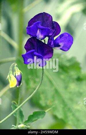 Dark Blue (Lathyrus odoratus) Fiori di piselli dolci coltivati in un vaso di fiori su un patio in un Giardino Cottage Inglese, Lancashire, Inghilterra, Regno Unito. Foto Stock