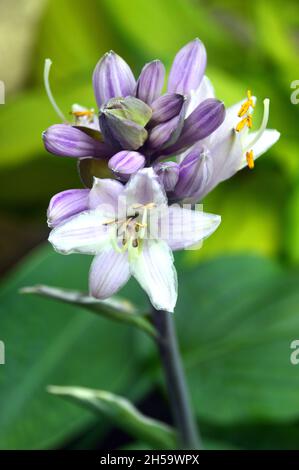 Lavanda/Lilac Hosta 'Minuteman' (Plantain Lily) Fiori coltivati in un vaso di fiori su un patio in un Giardino Cottage Inglese, Lancashire, Inghilterra, Regno Unito. Foto Stock