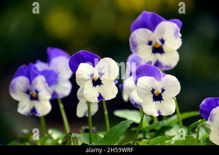 Un mazzo di cornuta bianca/viola (Delft Blue) 'Rocky' in un vaso di fiori su un patio in un Giardino Cottage Inglese, Lancashire, Inghilterra, Regno Unito Foto Stock