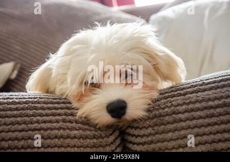 Un giovane cucciolo bianco cavapoo adagiato su un divano. Foto Stock