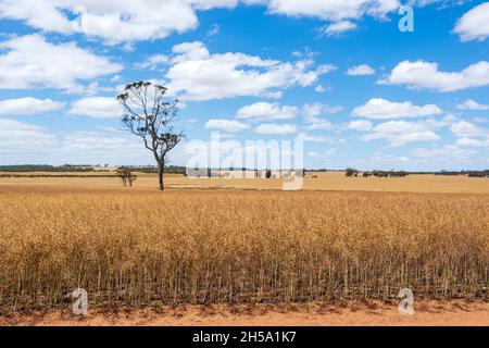 L'albero di Lone che cresce nel mezzo di un raccolto nella regione di Wheatbelt, Australia Occidentale, WA, Australia Foto Stock