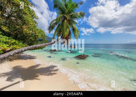 Spiaggia soleggiata con palme coco e mare tropicale nell'isola del paradiso Foto Stock