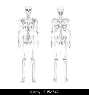 Set di Skeleton umani diagramma realistico vista posteriore anteriore. Disegno vettoriale a colori in scala di grigi piatta dell'anatomia anteriore del lato posteriore banner medico di concetto isolato, cranio rachide costole articolazioni pelvi Illustrazione Vettoriale