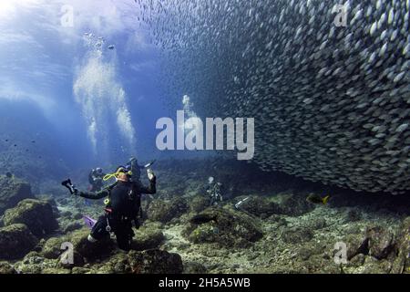 Scuba Diver all'interno di un gigante di sardine scuola di pesce nel profondo blu del mare Foto Stock