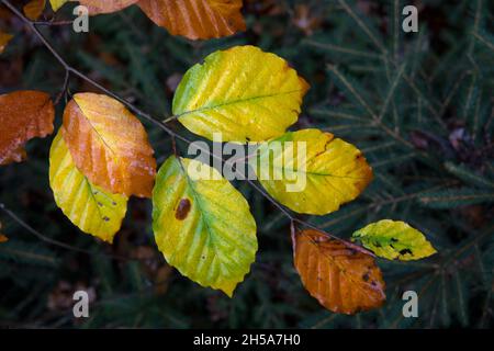 Ramo di Faggio, Fagus sylvatica, con foglie in colori autunnali Foto Stock