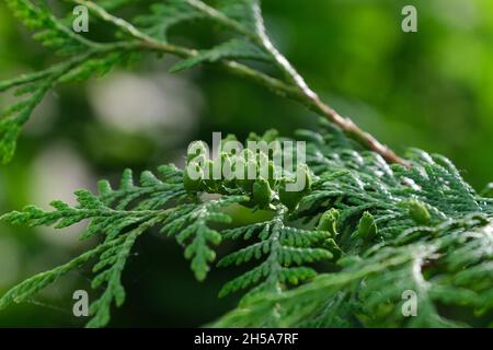 Foglie verdi di Thuja con boccioli di fiori o piccoli coni giovani Foto Stock