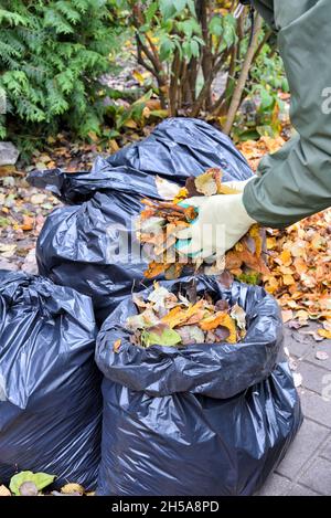 Le mani del giardiniere mettono le foglie d'autunno in un sacchetto di plastica durante la pulizia del giardino d'autunno. Usando le foglie come materiale organico in giardino o come biocarburante Foto Stock