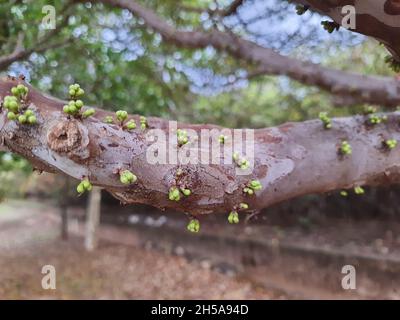 Jabuticaba in un albero, è un albero di frutta brasiliano della famiglia delle Myrtaceae, nativo della Foresta Atlantica. Foto Stock