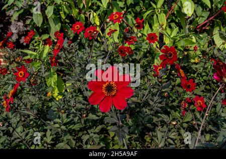 Primo piano di dahlia rosso 'vescovo di Llandaff' fiori in estate Inghilterra Regno Unito GB Gran Bretagna Foto Stock