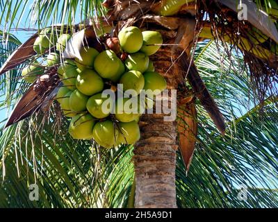 L'albero di cocco con molte noci di cocco, (Cocos nucifera), è un membro della famiglia Arecaceae. È l'unica specie classificata nel genere Cocos. Foto Stock