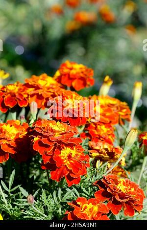 Marigolds rosso arancio brillante che crescono sulla strada un primo piano verticale. Fiore sfondo vegetale verticalmente. Tagetes. Marigold. Foto Stock