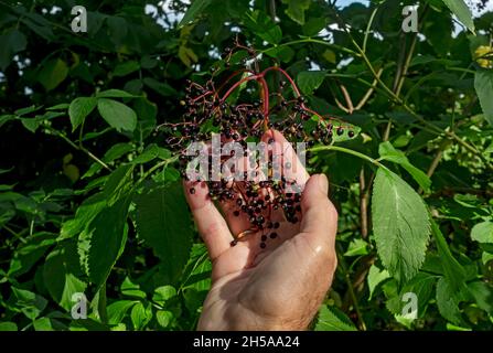 Primo piano dell'uomo che raccoglie e raccoglie mirtilli di sambucus (Sambucus niger) che crescono in un hedgerow in autunno Inghilterra Regno Unito Gran Bretagna Foto Stock