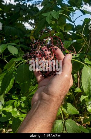 Primo piano dell'uomo che raccoglie e raccoglie mirtilli di sambucus (Sambucus niger) che crescono in un hedgerow in autunno Inghilterra Regno Unito Gran Bretagna Foto Stock