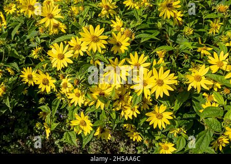 Primo piano di fiori gialli di helianthus 'regina del limone' a fine estate autunno Inghilterra Regno Unito GB Gran Bretagna Foto Stock