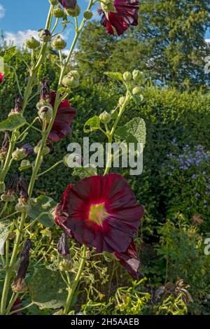 Primo piano di rosso scuro hollyhock Hollyhocks fiori fiore crescere in un confine d'estate Inghilterra Regno Unito Gran Bretagna Foto Stock