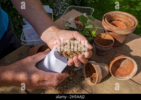 Primo piano di persona uomo salvare mettendo salvato calendula marigold raccolta semi in una busta in autunno Inghilterra Regno Unito Gran Bretagna Foto Stock