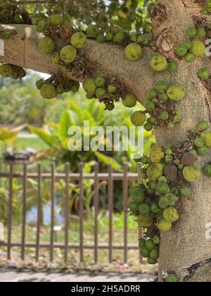 Primo piano di fico cluster che cresce su un albero Foto Stock