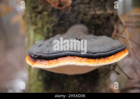 fungo di tinder bordato fungo sull'albero Foto Stock