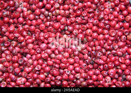 Pepe rosa : Aroeira-rosso, aroeira-pimenteira o poivre-rosa nomi della specie Schinus terebinthifolia, famiglia di Anacardiaceae. Schermo intero. Foto Stock