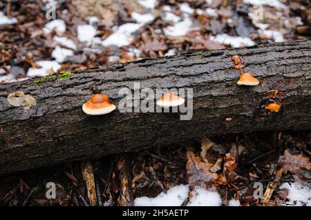 fungo di tinder bordato fungo sull'albero Foto Stock