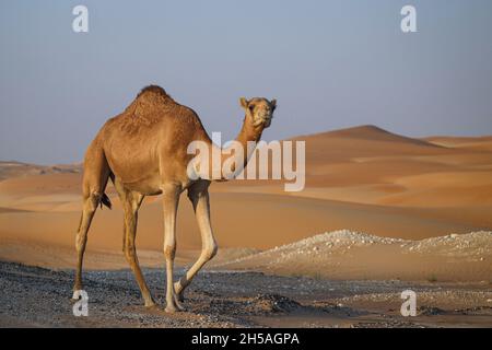 Abu Dhabi, Emirati Arabi Uniti. 8 novembre 2021. Cammello durante la fase 2 distribuzione ADNOV del 2021 Abu Dhabi Desert Challenge ad Abu Dhabi, Emirati Arabi Uniti l'8 novembre 2021 - Foto Julien Delfosse / DPPI Credit: DPPI Media / Alamy Live News Foto Stock