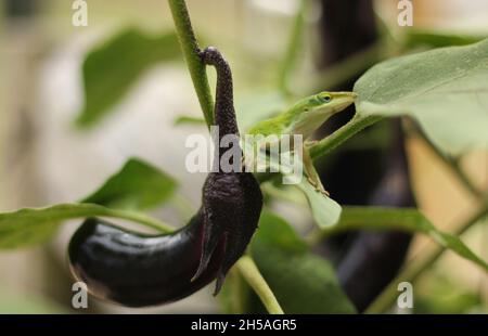 Green Anole Lizard su Eggplant, Pest Control in azienda agricola biologica primo piano Foto Stock