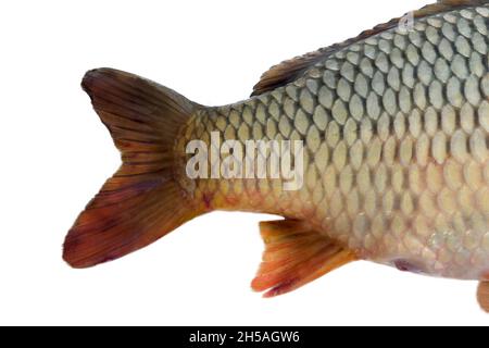 Coda di pesce e pinne, scaglie. Carpa europea (Cyprinus carpio) isolata su bianco Foto Stock