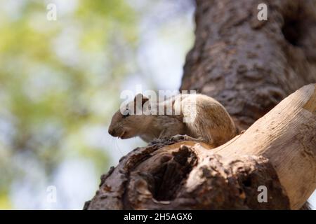 Layardi scoiattolo di palma a tre righe (Funambulus layardi) sullo sfondo di vecchio tronco di albero e superriduttore. Rama strinse lo scoiattolo e le strisce appeal Foto Stock