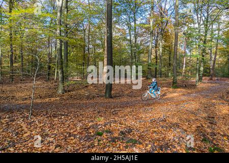 Nationalpark De Hoge Veluwe a Hoenderloo, Paesi Bassi Foto Stock