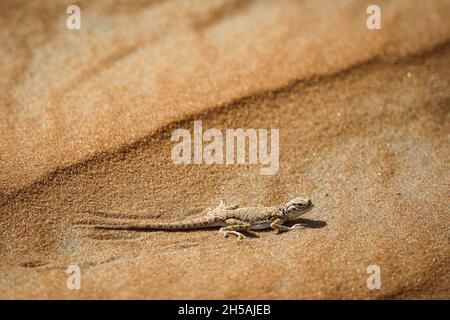 Abu Dhabi, Emirati Arabi Uniti. 8 novembre 2021. Lezard, gecko durante la fase 2 distribuzione ADNOV del 2021 Abu Dhabi Desert Challenge ad Abu Dhabi, Emirati Arabi Uniti l'8 novembre 2021 - Foto Julien Delfosse / DPPI Credit: DPPI Media / Alamy Live News Foto Stock