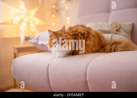 Bel gatto rosso britannico shorthair sopra l'albero di natale con arredamento festivo sfocato. Ritratto di amato animale domestico a casa e pino con effetto bokeh Foto Stock