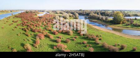 Panorama aereo d'autunno con il comune Hawthorn (Crataegus monogyna) pieno di bacche nelle pianure alluvionali di Duursche Waarden lungo il fiume IJssel, Overij Foto Stock