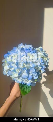 Primo piano di un bel bouquet di fiori di Hydrangea blu chiaro sotto la luce del sole Foto Stock