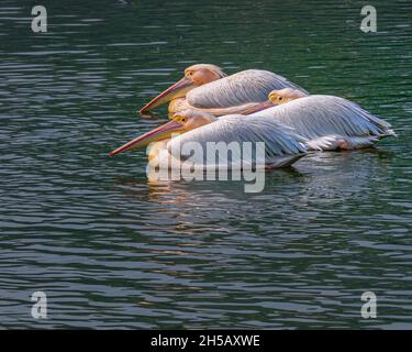 Una mattina pigra in un lago tre pellicani che si riposano Foto Stock