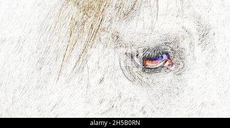 Primo piano di un occhio di un cavallo bianco Foto Stock