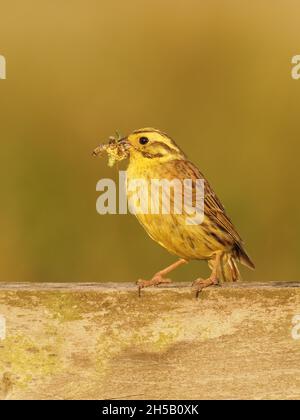 maschio yellowhammer che trasporta gli insetti nel relativo becco per alimentare i pulcini nel nido. Preferiscono un paese aperto con scrub, siepi e campi arabili. Foto Stock