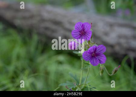 Fiori di geranio appiccicosi in estate nel Parco Nazionale di Yellowstone Foto Stock