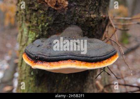 fungo di tinder bordato fungo sull'albero Foto Stock