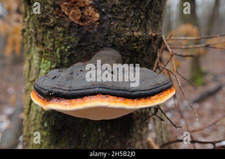 fungo di tinder bordato fungo sull'albero Foto Stock