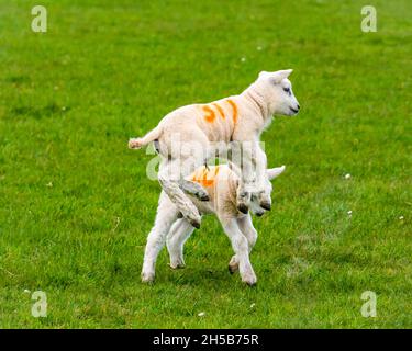 Due graziosi agnelli di primavera frolic in un campo verde erba in primavera, East Lothian, Scozia, Regno Unito Foto Stock