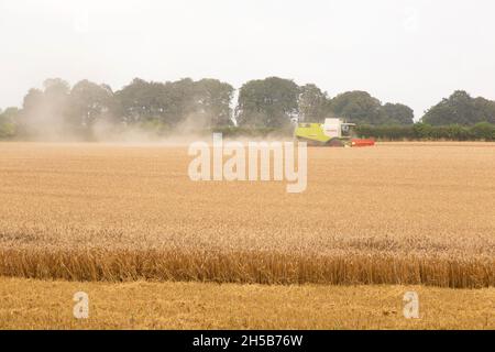 La mietitrebbia Claas lavora in un campo di grano, Medstead, Hampshire, Inghilterra, Regno Unito. Foto Stock