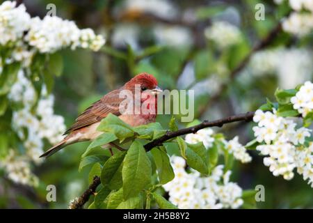 Maschio Rosefinch comune, Carpodacus erythrinus nel mezzo di fiori di ciliegio di uccello. Foto Stock